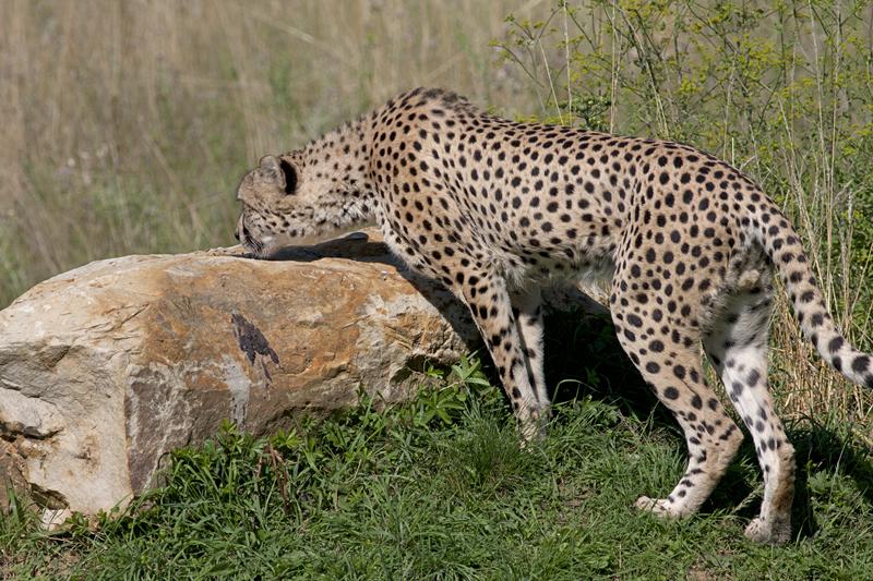 Cjp_2011_08_01_085635 (1).jpg